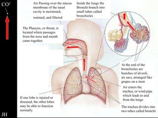 Respiratory Overview Review CO 2 JH The Pharynx, or throat, is located where passages from the nose and mouth came together. Air Passing over the mucus membrane of the nasal cavity is moistened, warmed, and filtered   Inside the lungs the Bronchi branch into small tubes called bronchioles At the end of the bronchioles are bunches of alveoli, air sacs, arranged like grapes on a stem Air enters the trachea, or wind pipe which leads to and from the lungs The trachea divides into two tubes called bronchi If one lobe is injured or diseased, the other lobes may be able to function normally 