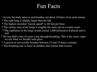 Fun Facts *  At rest, the body takes in and breathes out about 10 liters of air each minute. * The right lung is slightly larger than the left. * The highest recorded "sneeze speed" is 165 km per hour. * The surface area of the lungs is roughly the same size as a tennis court. * The capillaries in the lungs would extend 1,600 kilometers if placed end to end. * We lose half a liter of water a day through breathing. This is the water vapor we see when we breathe onto glass. * A person at rest usually breathes between 12 and 15 times a minute. * The breathing rate is faster in children and women than in men. 