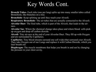 Key Words Cont. Bronchi Tubes - Each tube (one per lung) splits up into many smaller tubes called Bronchiole, like branches on a tree. Bronchiole - Keep splitting up until they reach your Alveoli. Respiratory Bronchiole - The air-tubes that are actually connected to the Alveoli. Alveolar Duct - The final tube, which is part of the Alveoli, that leads to the air-sacs. Alveolar Sac - Where the chemical change takes place and where blood  cells pick up oxygen and drop off carbon dioxide. Alveoli - Tiny air-sacs at the end of your Alveolar Duct. They fill up with Oxygen and are surrounded by Capillaries. Capillaries - Tiny blood streams (around one cell wide) that surround your Alveoli. They take Oxygen out of our Lungs and replace it with Carbon Dioxide, which you later breath out. Diaphragm-  The muscle membrane that helps you breath in and out by changing the pressure in your chest cavity. 