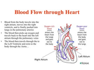 Blood Flow through Heart Blood from the body travels into the right atrium, moves into the right ventricle, and is finally pushed into lungs in the pulmonary arteries The blood then picks up oxygen and travels back to the heart into the left atrium through the pulmonary veins The blood then travels through the to the Left Ventricle and exits to the body through the Aorta…  Right Atrium Left Atrium 