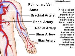 Path to the Exchange A red blood cell then travels from the heart through arteries that eventually branch into the body’s vast system of capillaries (microscopic blood vessels which connect arteries and veins), they eventually lead to… Pulmonary Vein Aorta Brachial Artery Renal Artery Redial Artery Ulnar Artery Iliac Artery 