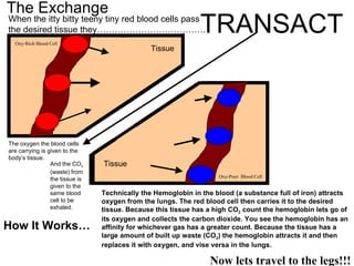 The Exchange When the itty bitty teeny tiny red blood cells pass the desired tissue they………………………………. TRANSACT The oxygen the blood cells are carrying is given to the body’s tissue. And the CO 2  (waste) from the tissue is given to the same blood cell to be exhaled. Tissue Tissue Technically the Hemoglobin in the blood (a substance full of iron) attracts oxygen from the lungs. The red blood cell then carries it to the desired tissue. Because this tissue has a high CO 2  count the hemoglobin lets go of its oxygen and collects the carbon dioxide. You see the hemoglobin has an affinity for whichever gas has a greater count. Because the tissue has a large amount of built up waste (CO 2 ) the hemoglobin attracts it and then replaces it with oxygen, and vise versa in the lungs. How It Works… Oxy-Rich Blood Cell Oxy-Poor  Blood Cell Now lets travel to the legs!!! 