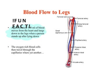 Blood Flow to Legs Approximately 500 ml of blood moves from the heart and lungs down to the legs when a person stands up after lying down The oxygen rich blood cells then travel through the capillaries where yet another… !FUN FACT! 