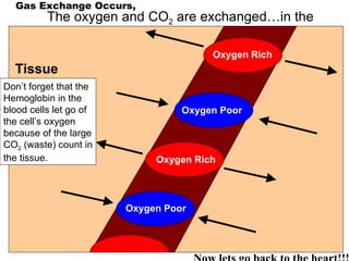 Gas Exchange Occurs, The oxygen and CO 2  are exchanged…in the cells Oxygen Rich Oxygen Rich Oxygen Poor Oxygen Poor Tissue Don’t forget that the Hemoglobin in the blood cells let go of the cell’s oxygen because of the large CO 2  (waste) count in the tissue. Now lets go back to the heart!!! 