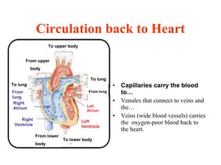 Circulation back to Heart Capillaries carry the blood to… Venules that connect to veins and the… Veins (wide blood vessels) carries the  oxygen-poor blood back to the heart. To upper body From upper body  To lung To lung From lung Left Atrium Left Ventricle To lower body From lower  body Right Ventricle Right Atrium From lung 