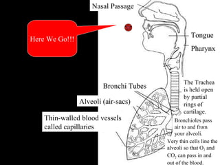 Where are we? Here We Go!!! JH Nasal Passage Bronchi Tubes Alveoli (air-sacs) Thin-walled blood vessels called capillaries Very thin cells line the alveoli so that O 2  and CO 2  can pass in and out of the blood. Bronchioles pass air to and from your alveoli. The Trachea is held open by partial rings of cartilage. Tongue Pharynx 