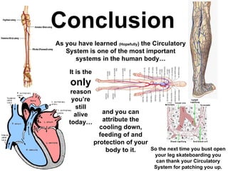Conclusion  As you have learned  (Hopefully )  the Circulatory System is one of the most important systems in the human body… It is the  only  reason you’re still alive today… and you can attribute the cooling down, feeding of and protection of your body to it. So the next time you bust open your leg skateboarding you can thank your Circulatory System for patching you up. 