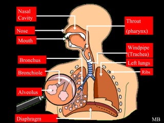 Respiratory Overview  Picture MB Nasal Cavity Nose Mouth Bronchus Bronchiole Alveolus Diaphragm Throat (pharynx) Windpipe (Trachea) Left lungs Ribs 
