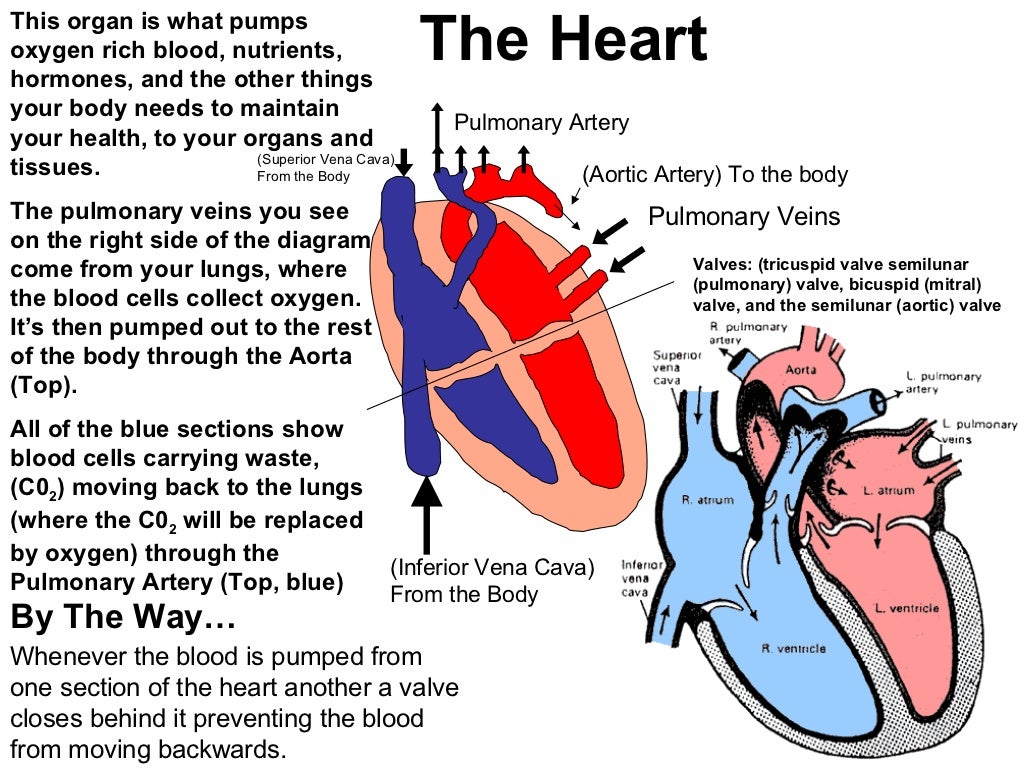 heart and lungs