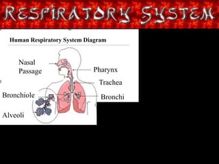 Title Page
Nasal
Passage
Bronchiole
Alveoli
Pharynx
Trachea
Bronchi
Human Respiratory System Diagram
 