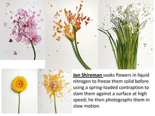 Jon Shireman soaks flowers in liquid
nitrogen to freeze them solid before
using a spring-loaded contraption to
slam them against a surface at high
speed; he then photographs them in
slow motion.
 