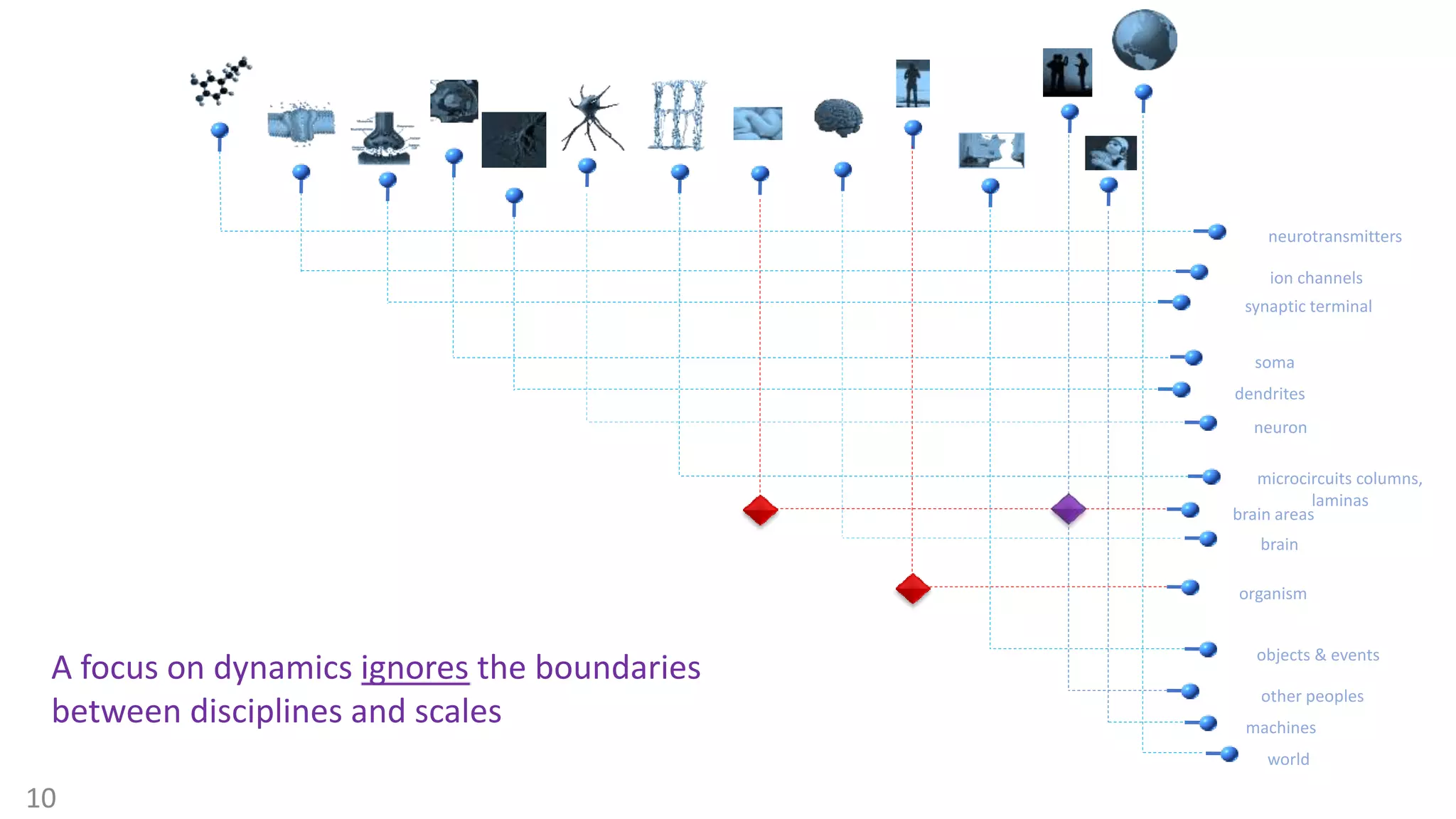 10
world
objects & events
machines
other peoples
organism
brain
brain areas
microcircuits columns,
laminas
neuron
dendrites
synaptic terminal
soma
ion channels
neurotransmitters
A focus on dynamics ignores the boundaries
between disciplines and scales
 