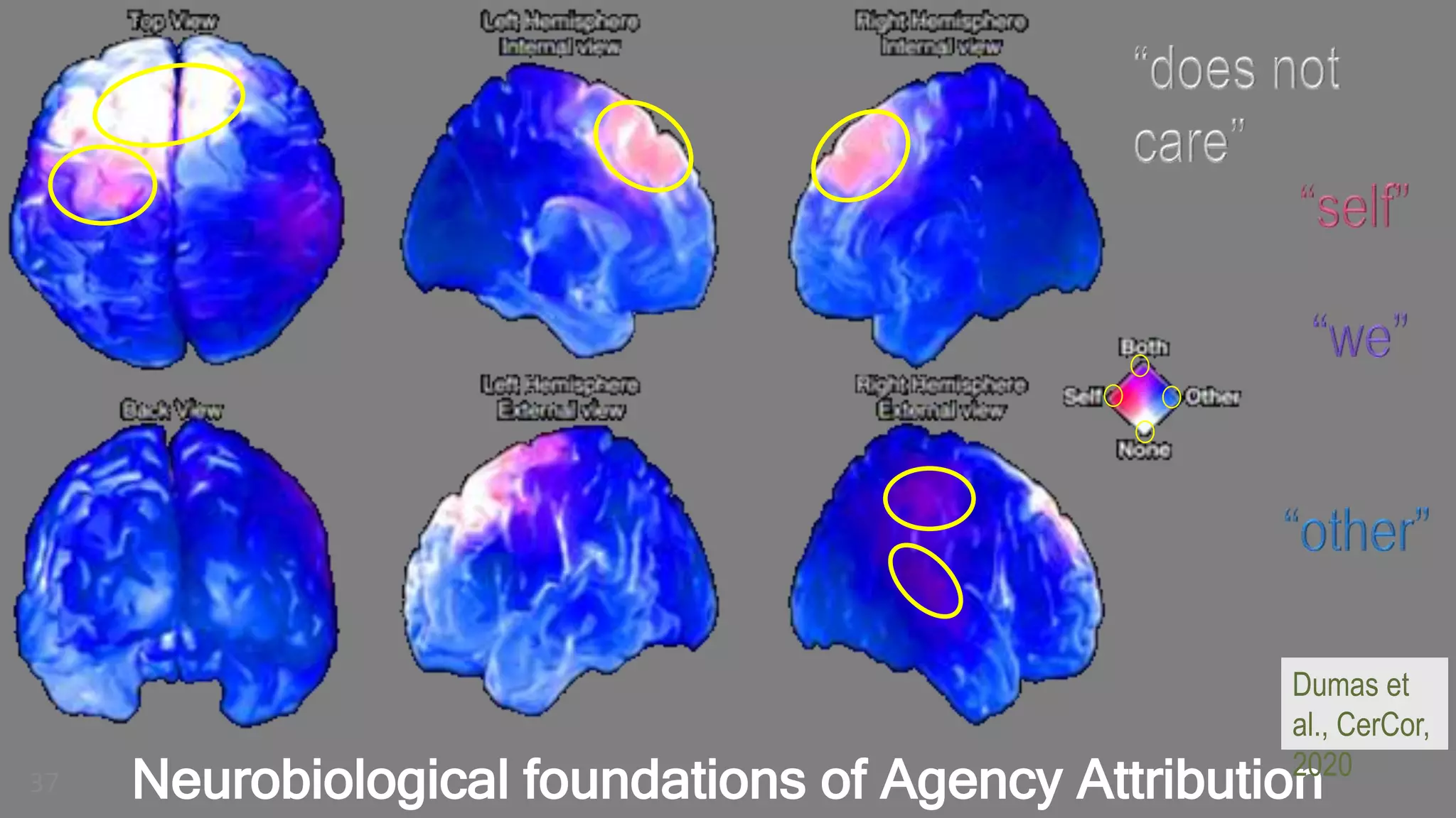 37 Neurobiological foundations of Agency Attribution
Dumas et
al., CerCor,
2020
 