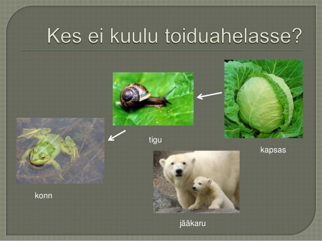 Toiduahel