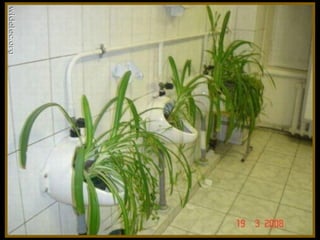 Toilets pierre daspe