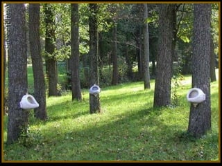 Toilets pierre daspe