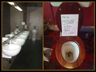 Toilets pierre daspe