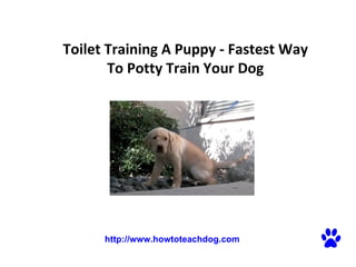 Toilet Training A Puppy - Fastest Way To Potty Train Your Dog   http://www.howtoteachdog.com 