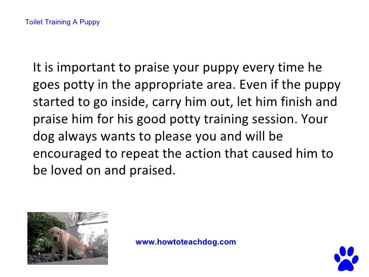 Fastest Way To Potty Train A Dog Fastest Way To Potty Train A Dog