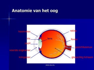Anatomie van het oog



      hoornvlies                  retina

             iris     lens        fovea
            pupil
                                      gezichtszenuw
voorste oogkamer

       kringspier                  glasachtig lichaam

                    WWW.SOLG.NL
 