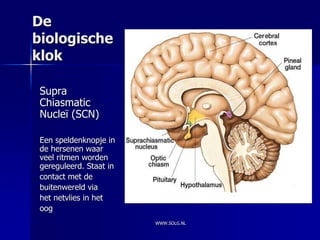 De
biologische
klok

 Supra
 Chiasmatic
 Nucleï (SCN)

 Een speldenknopje in
 de hersenen waar
 veel ritmen worden
 gereguleerd. Staat in
 contact met de
 buitenwereld via
 het netvlies in het
 oog
                         WWW.SOLG.NL
 