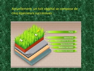 Actuellement, un toit végétal se compose de 
cinq épaisseurs successives : 
 