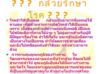 ???  กล้วยรักษาโรค  ??? โรคลำไส้เป็นแผล     กล้วยเป็นอาหารที่แพทย์ใช้ควบคุม เพื่อต้านทานการเกิดโรคลำไส้เป็นแผล เพราะ เนื้อของกล้วยมีความอ่อนนิ่มพอดี เป็นผลไม้ชนิดเดียวที่ทานได้ง่าย ๆ ไม่ยุ่งยากสำหรับผู้ที่มีปัญหาเรื่องโรค ลำไส้เรื้อรัง และกล้วยยังมีสภาพเป็นกลางไม่เป็นกรด ทำให้ลดการระคายเคือง และยังไปเคลือบผนังลำไส้และ กระเพาะอาหารด้วย การควบคุมอุณหภูมิของร่างกาย     ในวัฒนธรรมของหลายแห่งเห็นว่ากล้วย คือผลไม้ที่สามารถทำให้ อุณหภูมิเย็นลงได้ทั้งทางร่างกายและจิตใจ โดยเฉพาะอุณหภูมิของอารมณ์ของคนที่เป็นแม่ที่ชอบคาดหวัง ตัวอย่างในประเทศไทย จะให้ผู้หญิงที่กำลังตั้งครรภ์รับประทานกล้วยทุกวันเพื่อให้แน่ใจว่า ทกรกที่เกิดมา จะมีอุณหภูมิเย็น 