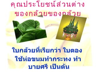 คุณประโยชน์ส่วนต่างของกล้วยของกล้วย ใบกล้วยที่เรียกว่า ใบตอง  ใช้ห่อขนมทำกระทง ทำบายศรี เป็นต้น   