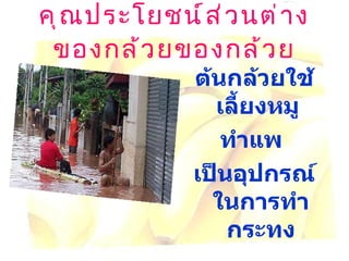 คุณประโยชน์ส่วนต่างของกล้วยของกล้วย ต้นกล้วยใช้เลี้ยงหมู  ทำแพ  เป็นอุปกรณ์ในการทำกระทง 