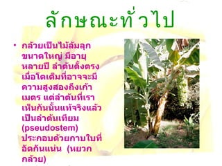 ลักษณะทั่วไป กล้วยเป็นไม้ล้มลุกขนาดใหญ่ มีอายุหลายปี ลำต้นตั้งตรง เมื่อโตเต็มที่อาจจะมีความสูงสองถึงเก้าเมตร แต่ลำต้นที่เราเห็นกันนั้นแท้จริงแล้วเป็นลำต้นเทียม   (pseudostem)  ประกอบด้วยกาบใบที่อัดกันแน่น   ( หยวกกล้วย )  ส่วนลำต้นที่แท้จริงของกล้วยจะเกิดเป็นเหง้าใต้ดิน   (corm)  