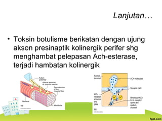 Lanjutan…
• Toksin botulisme berikatan dengan ujung
akson presinaptik kolinergik perifer shg
menghambat pelepasan Ach-esterase,
terjadi hambatan kolinergik
 