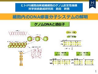 Tokyo Tech Tokyo Tech
Tokyo Tech
1
ゲノムDNAと遺伝子
ヒトiPS細胞由来組織細胞のゲノム安定性機構
科学技術創成研究院 島田 幹男
細胞内のDNA修復分子システムの解明
 