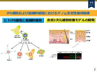 Tokyo Tech Tokyo Tech
Tokyo Tech
2
ヒトiPS細胞と組織幹細胞 皮膚3次元細胞培養モデルの開発
iPS細胞および組織幹細胞におけるゲノム安定性維持機構
 