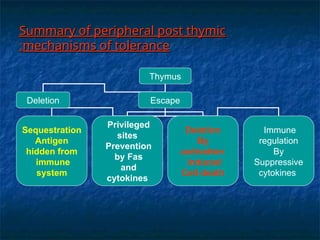 Summary of peripheral post thymic
Summary of peripheral post thymic
mechanisms of tolerance
mechanisms of tolerance
:
:
Thymus
Deletion Escape
Immune
regulation
By
Suppressive
cytokines
Deletion
By
activation
-
induced
Cell death
Sequestration
Antigen
hidden from
immune
system
Privileged
sites
Prevention
by Fas
and
cytokines
 