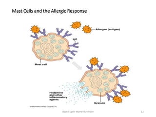 Mast Cells and the Allergic Response
Based Upon Warren Levinson 12
 