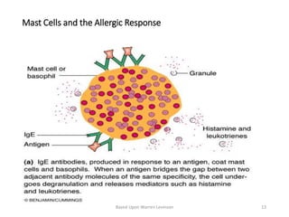 Mast Cells and the Allergic Response
Based Upon Warren Levinson 13
 
