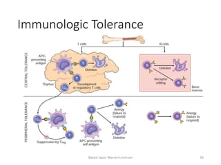 Immunologic Tolerance
Based Upon Warren Levinson 56
 