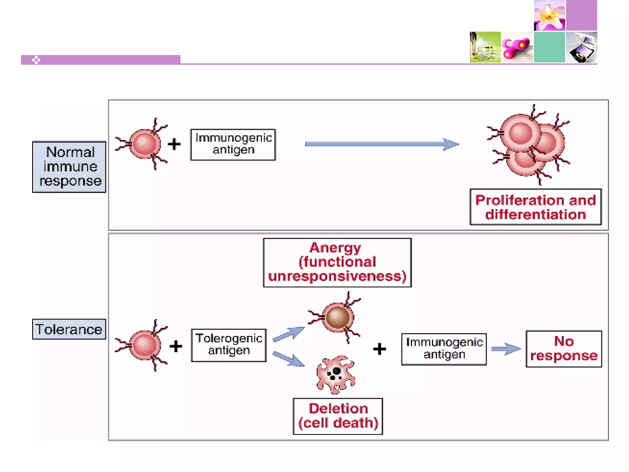 Tolerance & autoimmunity | PPT