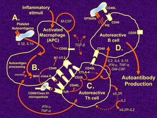 Tolerance & autoimmunity and organ specific autoimmune diseases | PPT