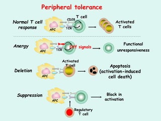 Tolerance & autoimmunity and organ specific autoimmune diseases | PPT