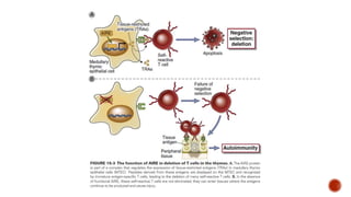 Immunological tolerance and mechanisms involved | PPTX
