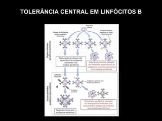 TOLERÂNCIA CENTRAL EM LINFÓCITOS B 