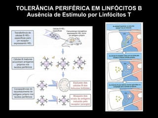 TOLERÂNCIA PERIFÉRICA EM LINFÓCITOS B Ausência de Estímulo por Linfócitos T Figura 7-13 