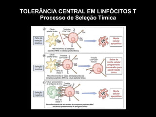 TOLERÂNCIA CENTRAL EM LINFÓCITOS T Processo de Seleção Tímica Figura 10-1 