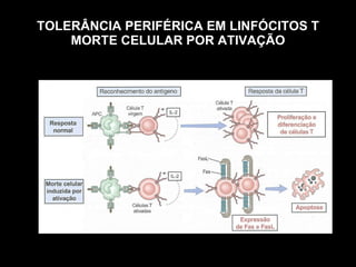 TOLERÂNCIA PERIFÉRICA EM LINFÓCITOS T MORTE CELULAR POR ATIVAÇÃO Figura 10-1 