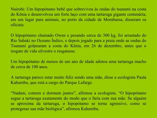 Nairobi: Um hipopótamo bebê que sobreviveu às ondas do tsunami na costa do Kênia e desenvolveu um forte laço com uma tartaruga gigante centenária, em um lugar para animais, no porto da cidade de Mombassa, disseram os oficiais. O hipopótamo chamado Owen e pesando cerca de 300 kg, foi arrastado do Rio Sabaki no Oceano Índico, e depois jogado para a praia onde as ondas do Tsunami golpearam a costa do Kênia, em 26 de dezembro, antes que o resgate de vida silvestre o resgatasse. Um hipopótamo de menos de um ano de idade adotou uma tartaruga macho de cerca de 100 anos. A tartaruga parece estar muito feliz sendo uma mãe, disse a ecologista Paula Kahumbu, que está a cargo do Parque Lafarge. “ Nadam, comem e dormem juntos”, afirmou a ecologista. “O hipopótamo segue a tartaruga exatamente do modo que o faria com sua mãe. Se alguém se aproxima da tartaruga, o hipopótamo se torna agressivo, como se protegesse sua mãe biológica”, afirmou Kahumbu.  