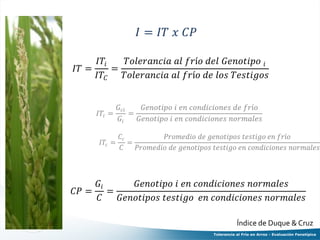 Tolerancia al frio en arroz evaluacion fenotipica