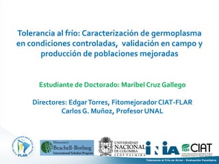 Tolerancia al frio en arroz evaluacion fenotipica