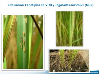 Tolerancia al frio en arroz evaluacion fenotipica