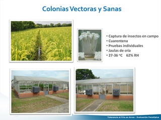 Tolerancia al frio en arroz evaluacion fenotipica